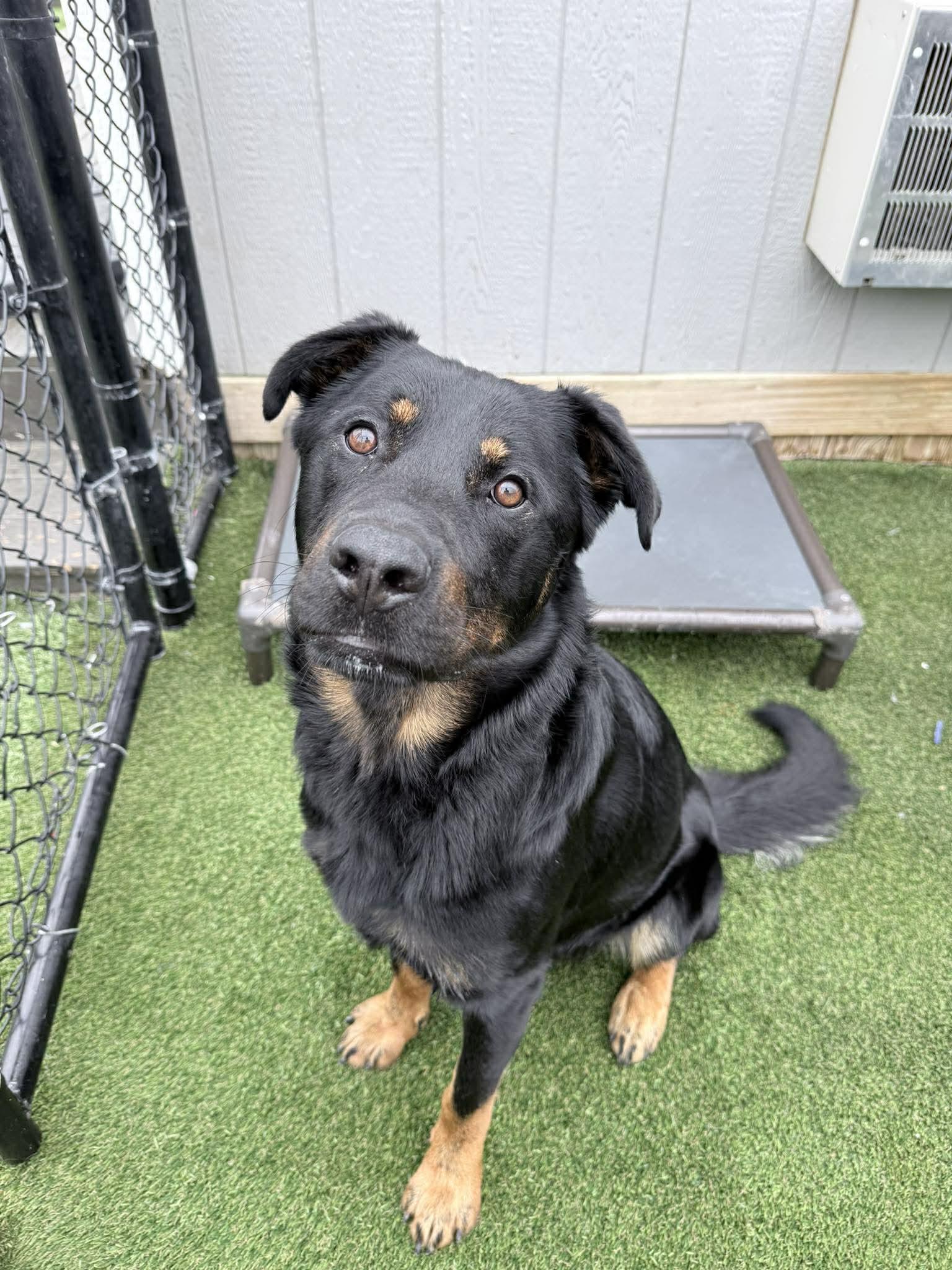 Dax, a ADOPTABLE mixed breed in Richmond, KY image 5/6