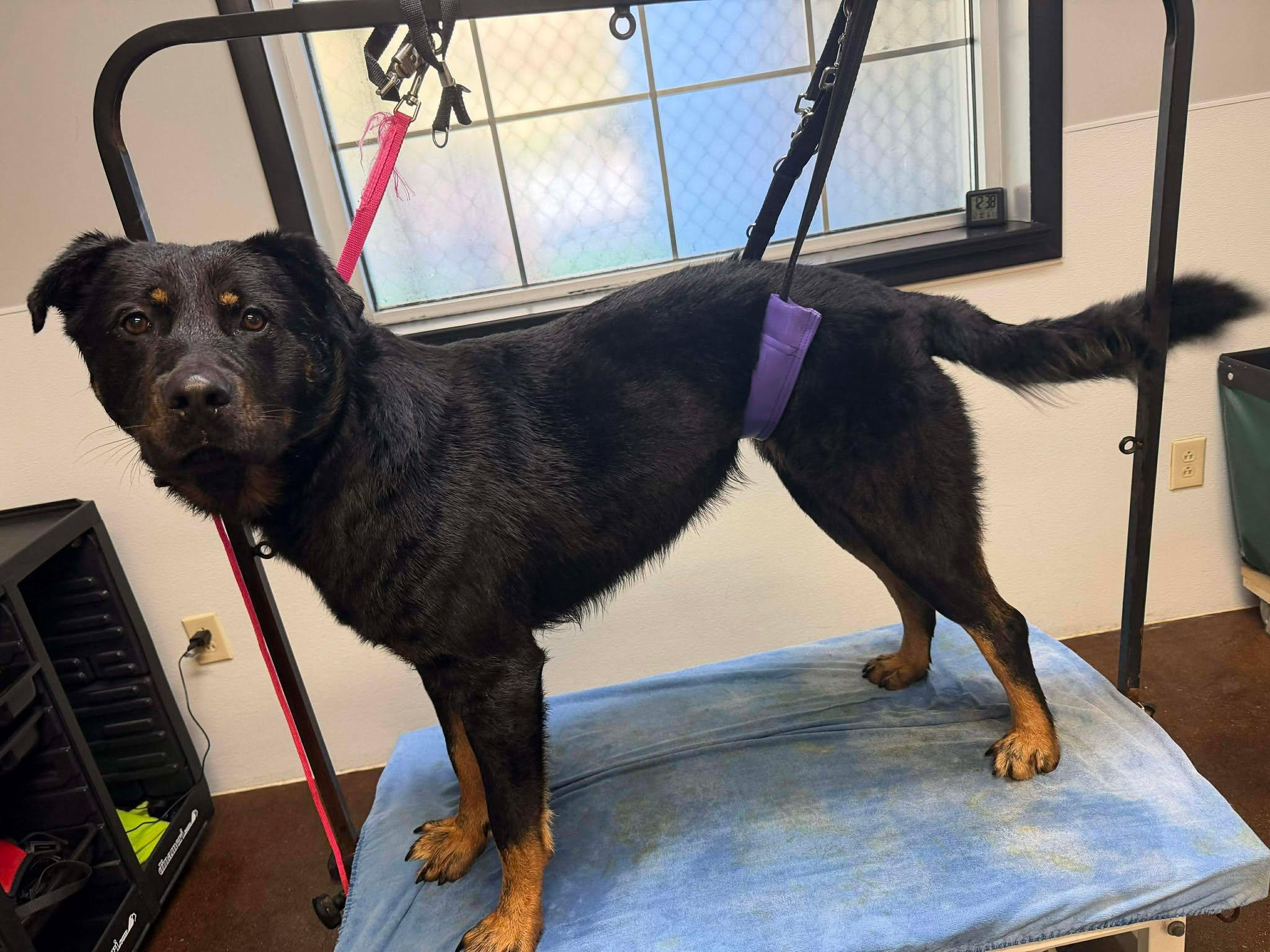 Enlarge Dax, a ADOPTABLE mixed breed in Richmond, KY image 1/1