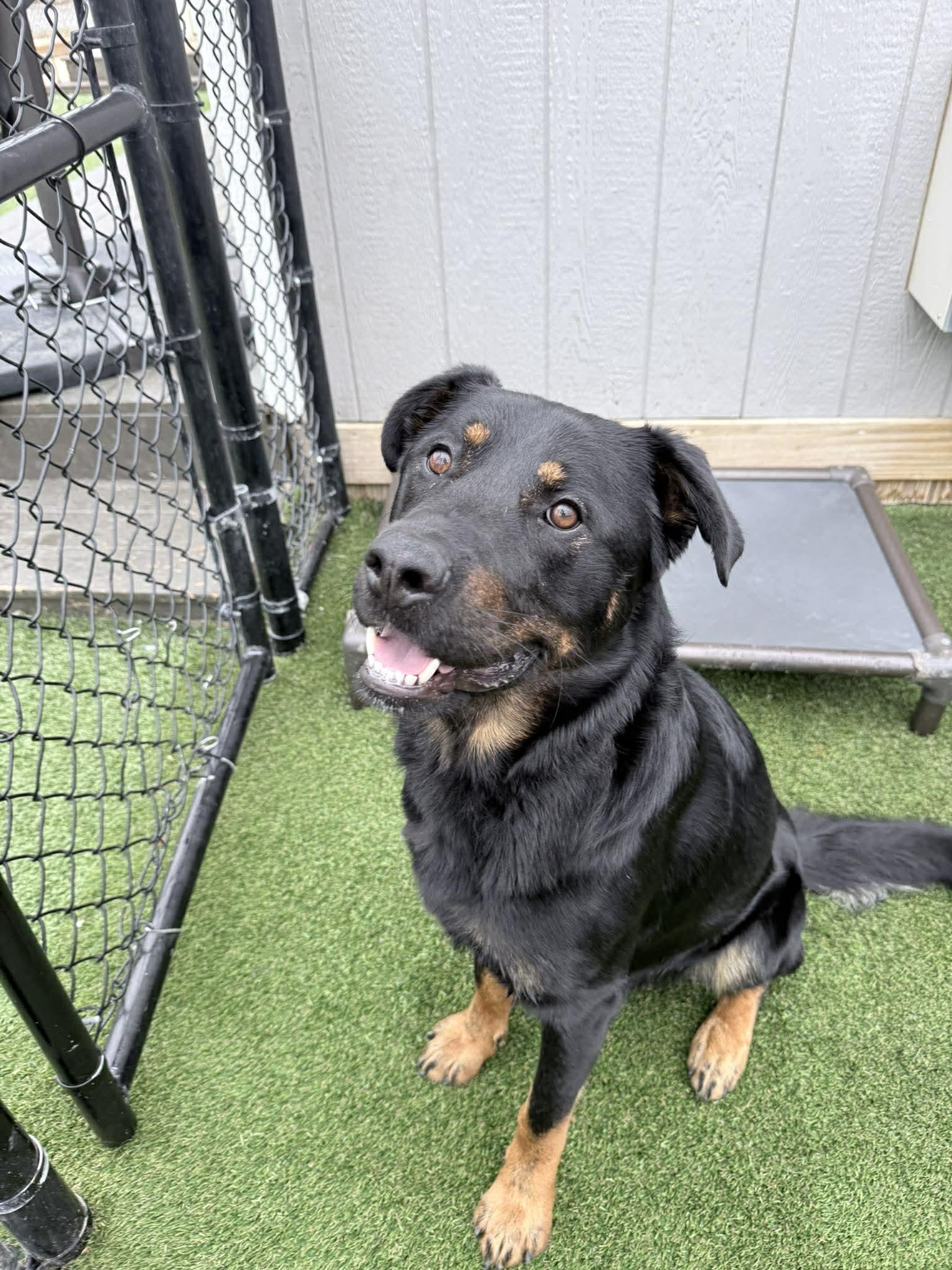 Dax, a ADOPTABLE mixed breed in Richmond, KY image 6/6