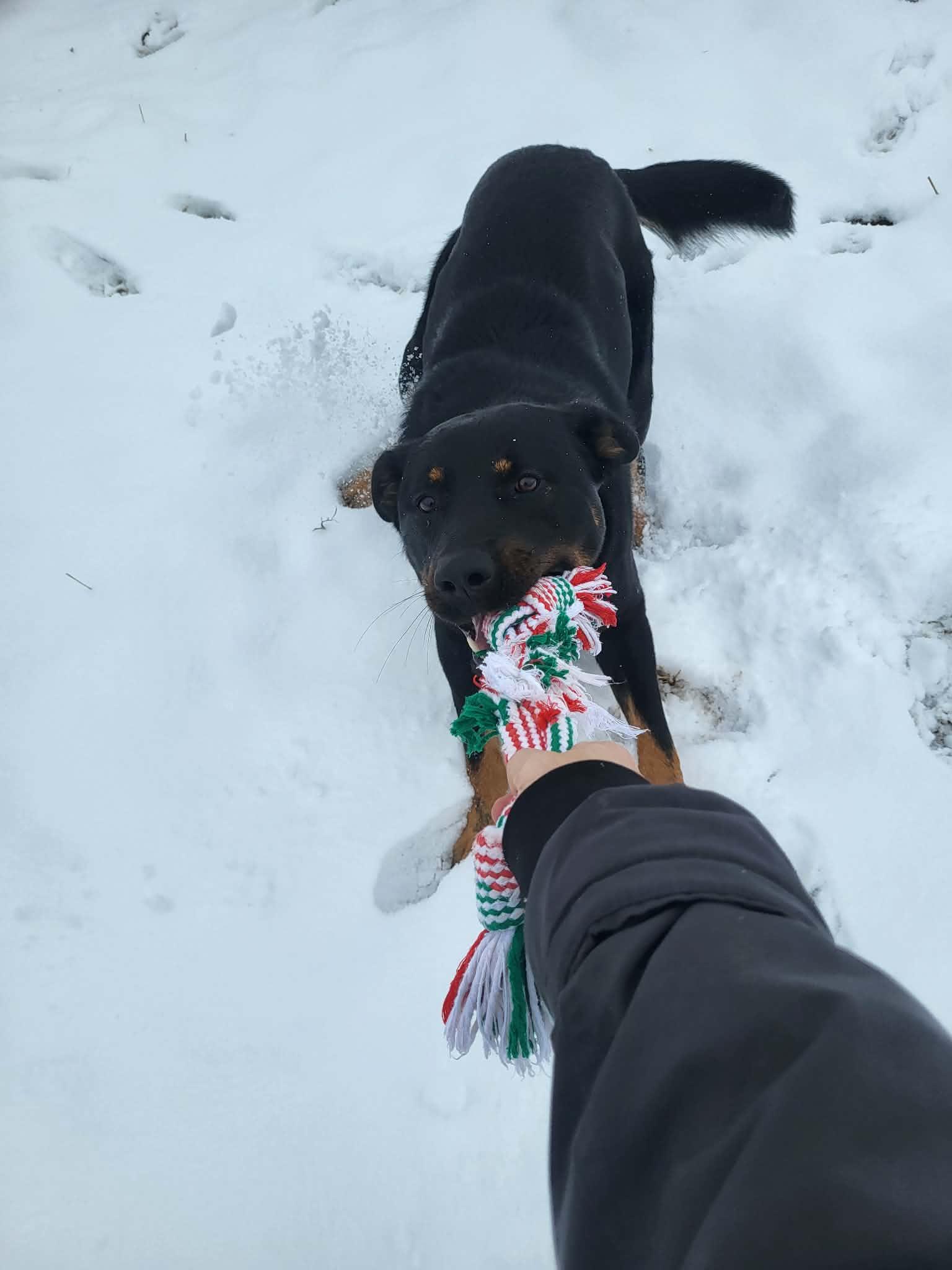 Dax, a ADOPTABLE mixed breed in Richmond, KY image 4/6