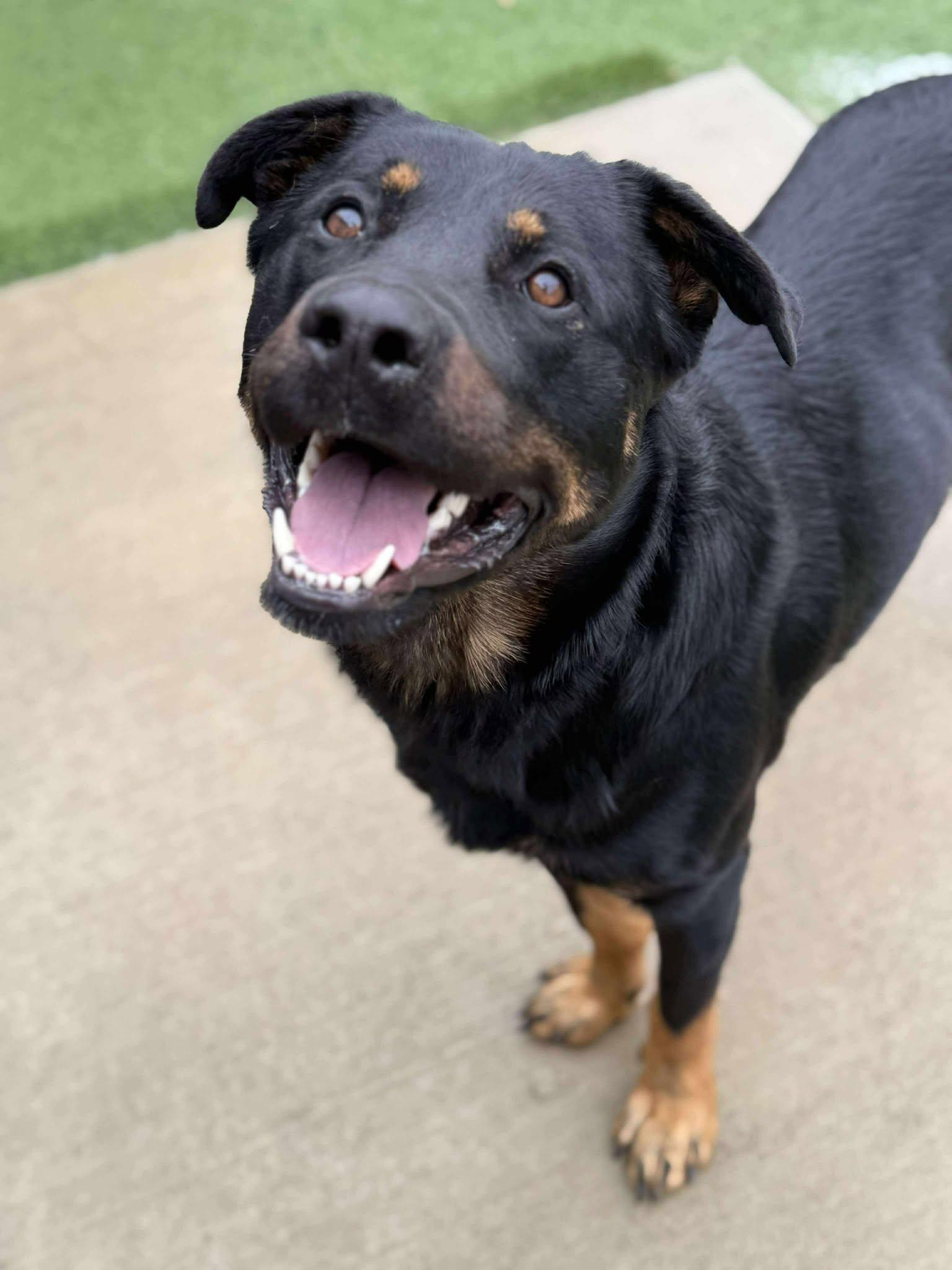 Dax, ADOPTABLE, Adult Male Rottweiler & German Shepherd Dog.
