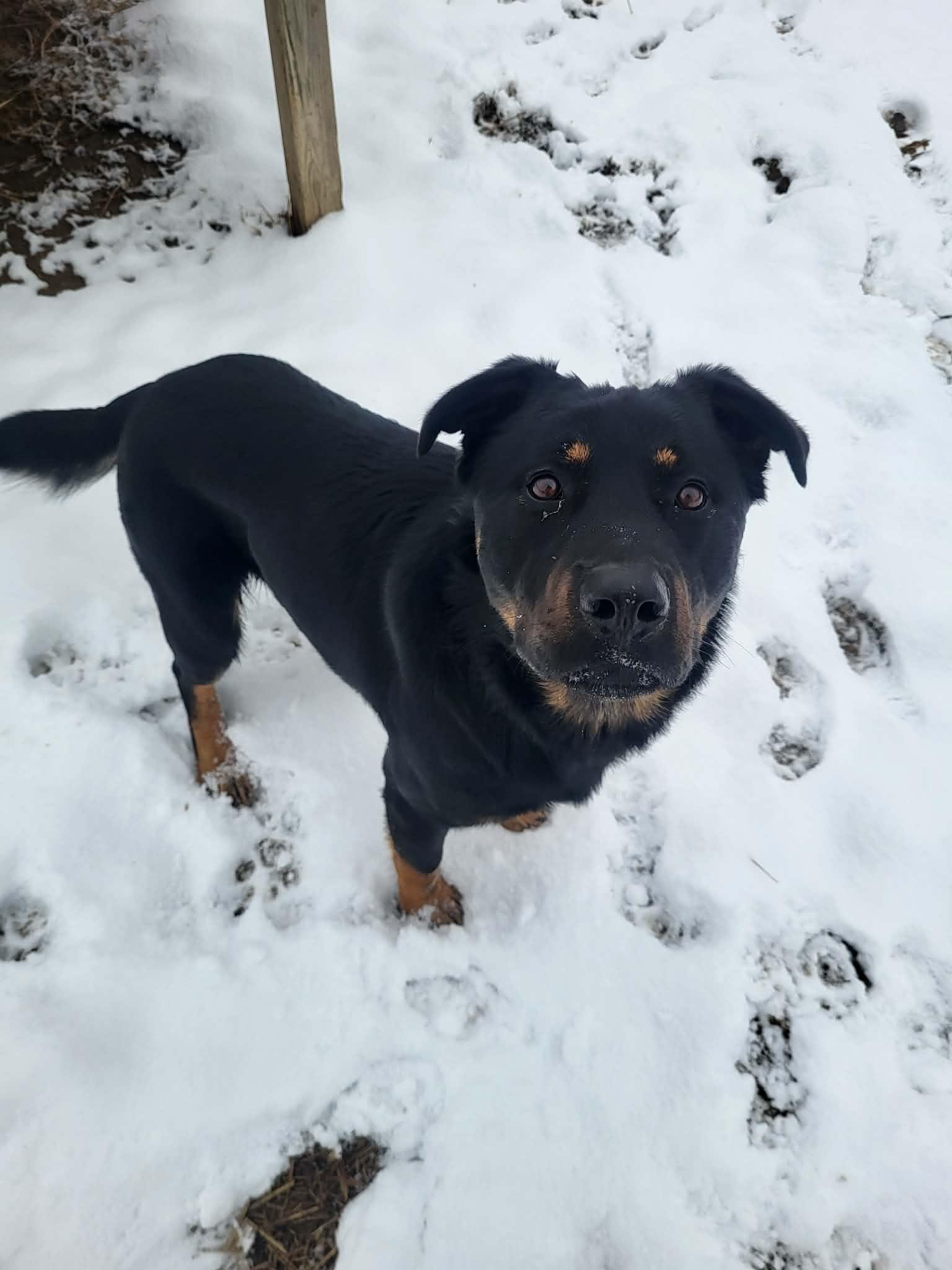 Dax, a ADOPTABLE mixed breed in Richmond, KY image 2/6