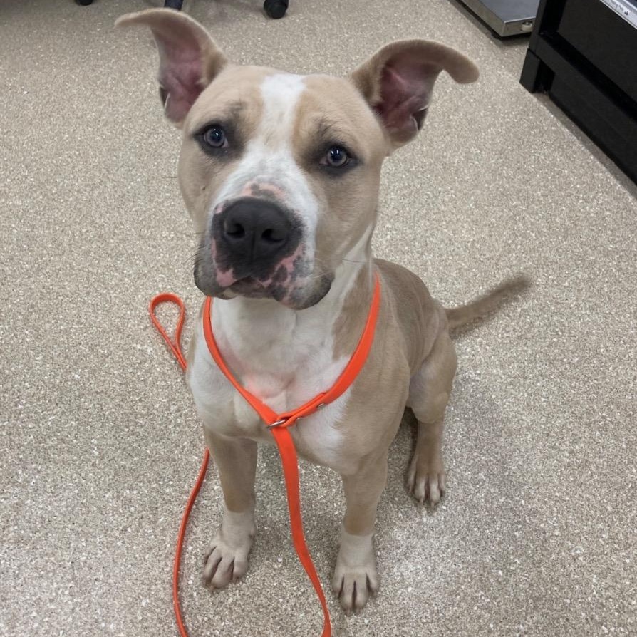 Dinero, an adopted Pit Bull Terrier in Prince Frederick, MD image 1/2