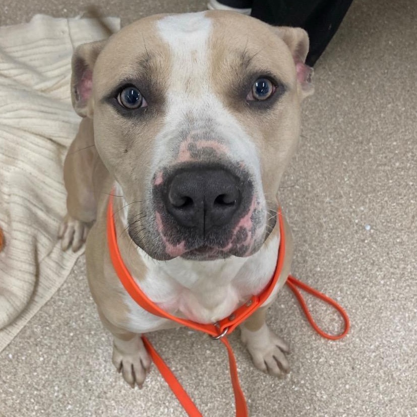 Dinero, an adopted Pit Bull Terrier in Prince Frederick, MD image 2/2