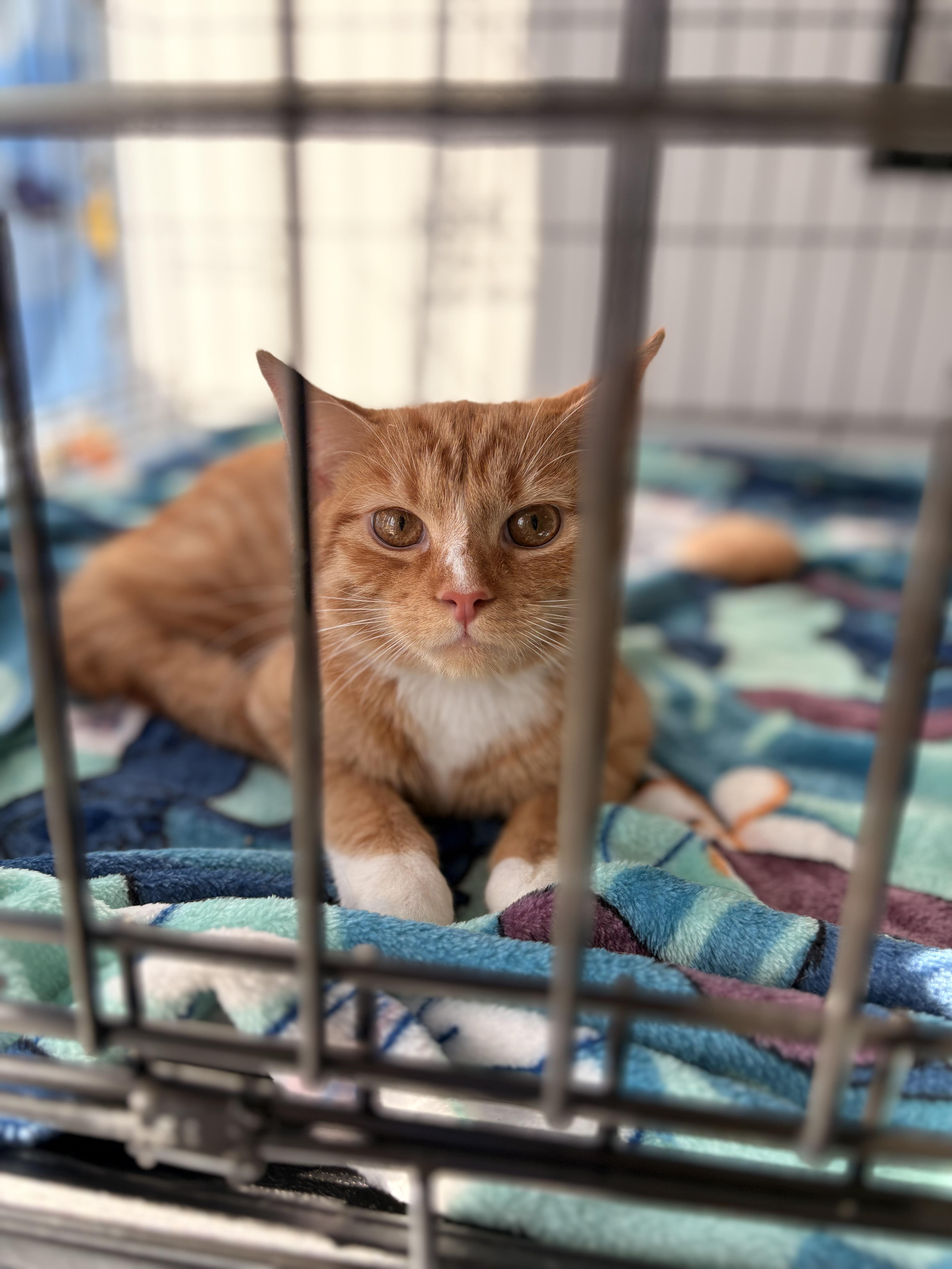 Enlarge Cheddar Cheese, a Adoptable Domestic Short Hair in Austintown, OH image 1/1