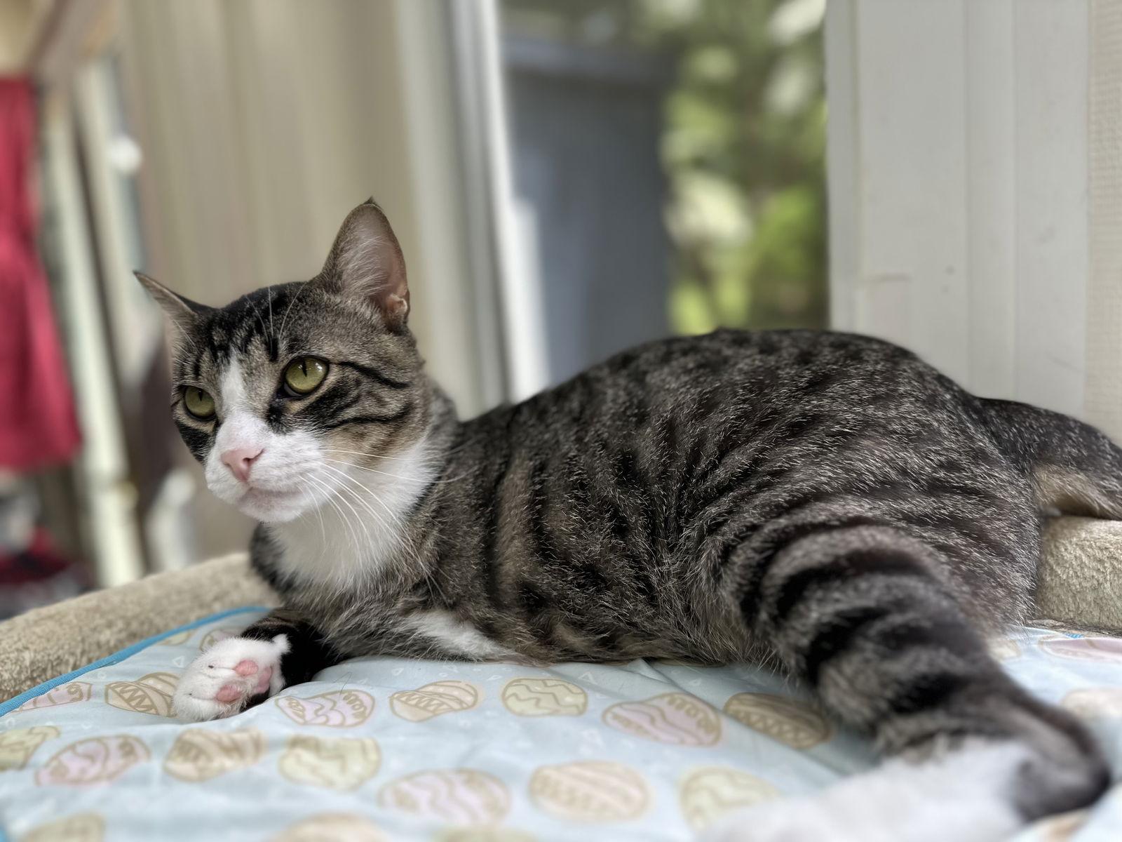 Tiger, a Adoptable Domestic Short Hair in Broomall, PA image 2/3