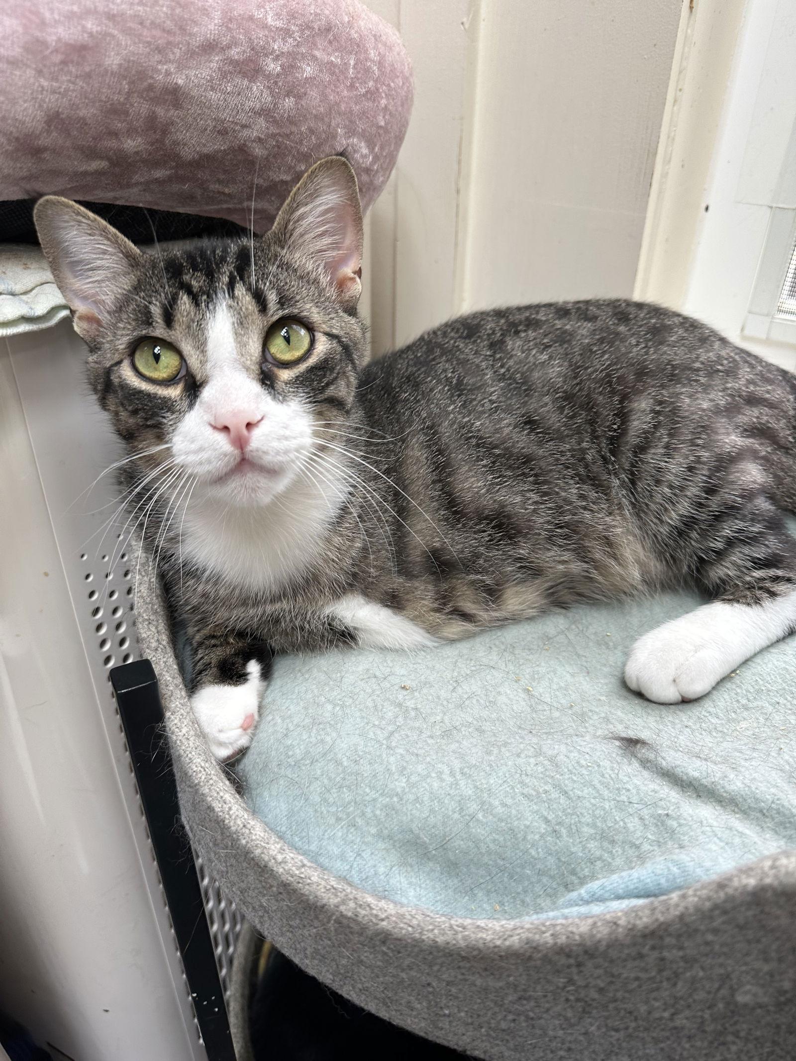 Tiger, a Adoptable Domestic Short Hair in Broomall, PA image 3/3