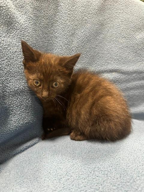 Enlarge Phoenix, a ADOPTABLE Domestic Short Hair in Webster City, IA image 1/1