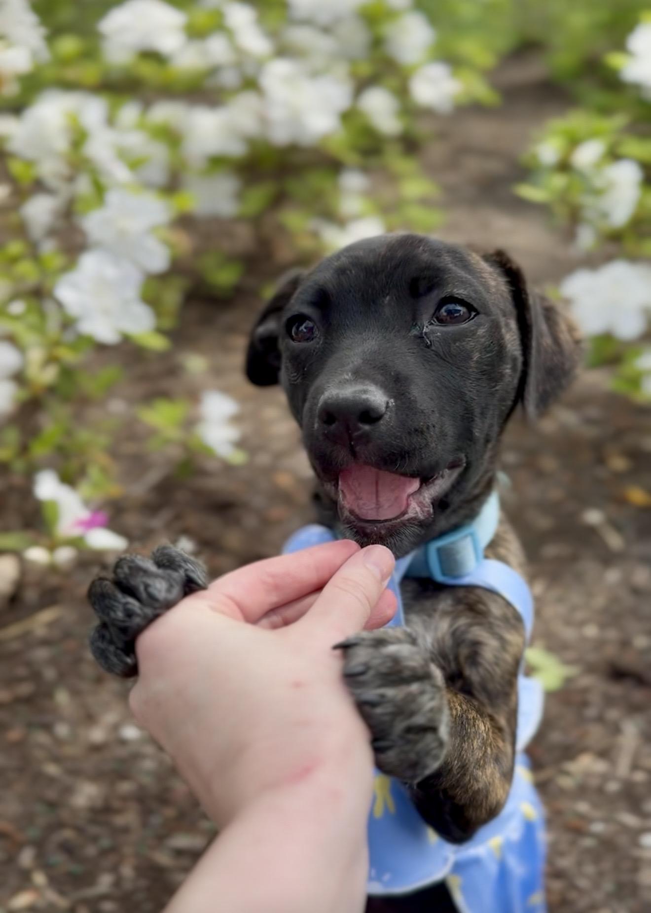 Clover Mae, ADOPTABLE, Puppy Female Catahoula Leopard Dog & Mixed Breed.