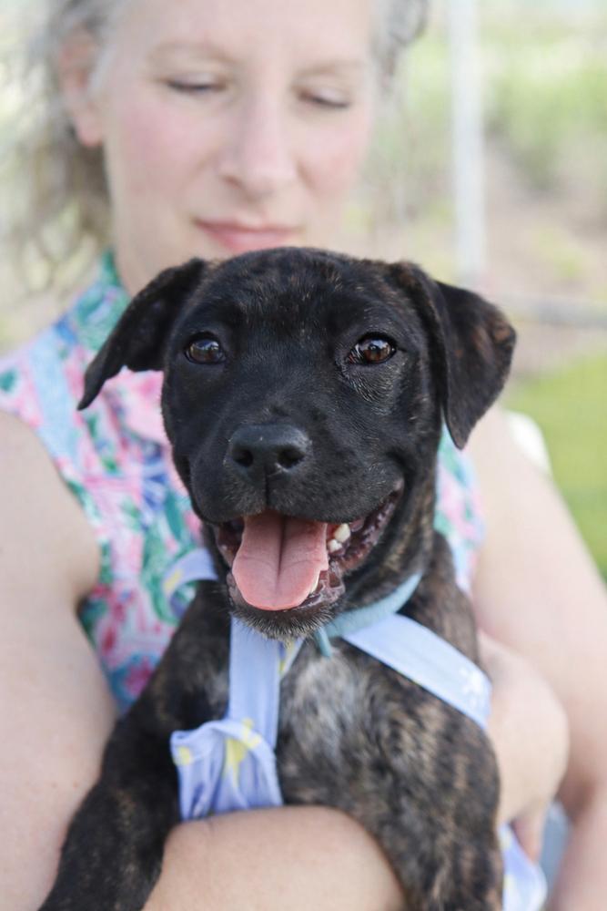 Enlarge Clover Mae, a ADOPTABLE mixed breed in College Grove, TN image 3/5