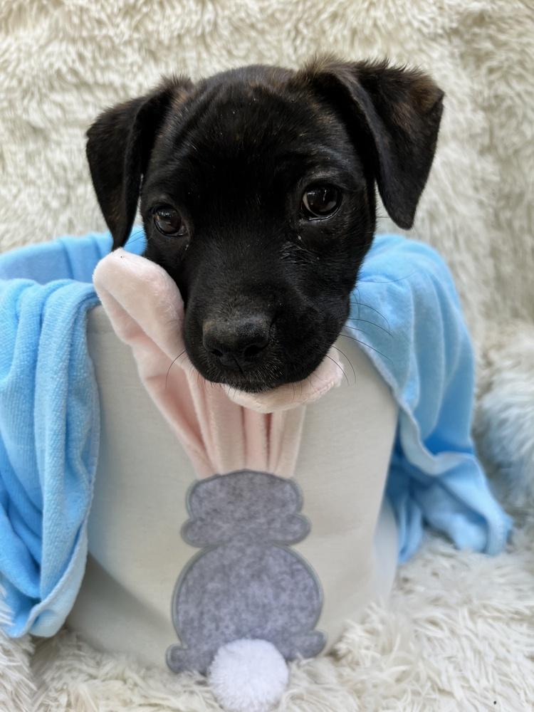 Enlarge Clover Mae, a ADOPTABLE mixed breed in College Grove, TN image 5/5