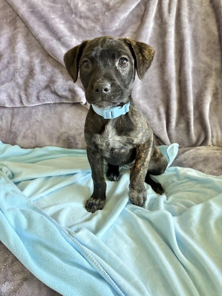 Enlarge Clover Mae, a ADOPTABLE mixed breed in College Grove, TN image 4/5