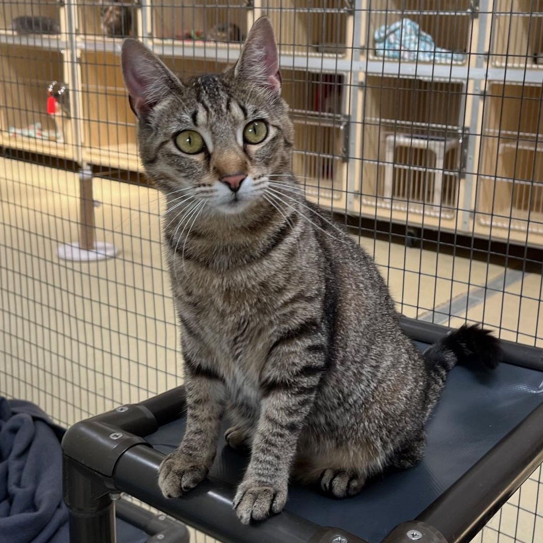 Enlarge Katniss, a Adoptable Tabby in Clarksville, VA image 5/6
