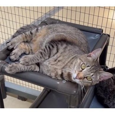 Enlarge Katniss, a Adoptable Tabby in Clarksville, VA image 2/6