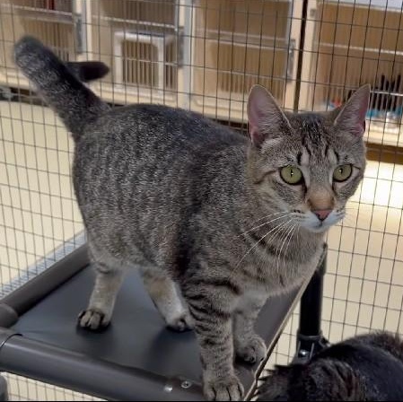 Enlarge Katniss, a Adoptable Tabby in Clarksville, VA image 4/6