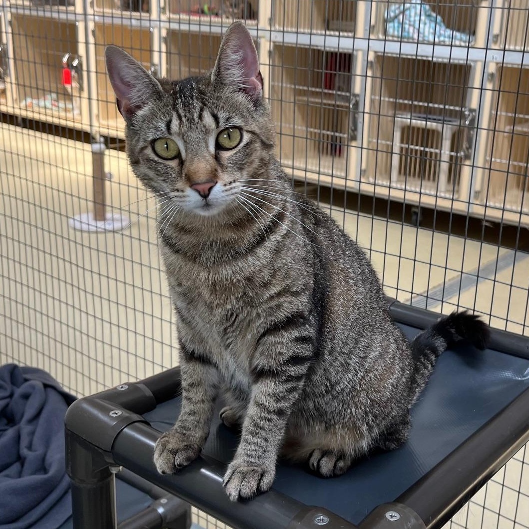 Enlarge Katniss, a Adoptable Tabby in Clarksville, VA image 3/6