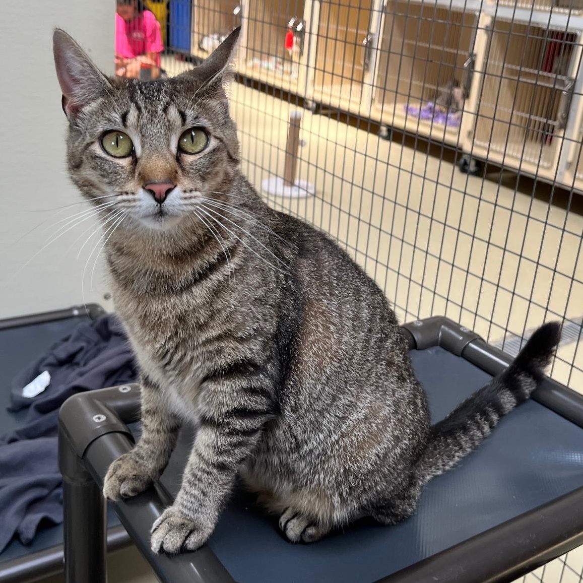 Katniss, Adoptable, Adult Female Tabby.