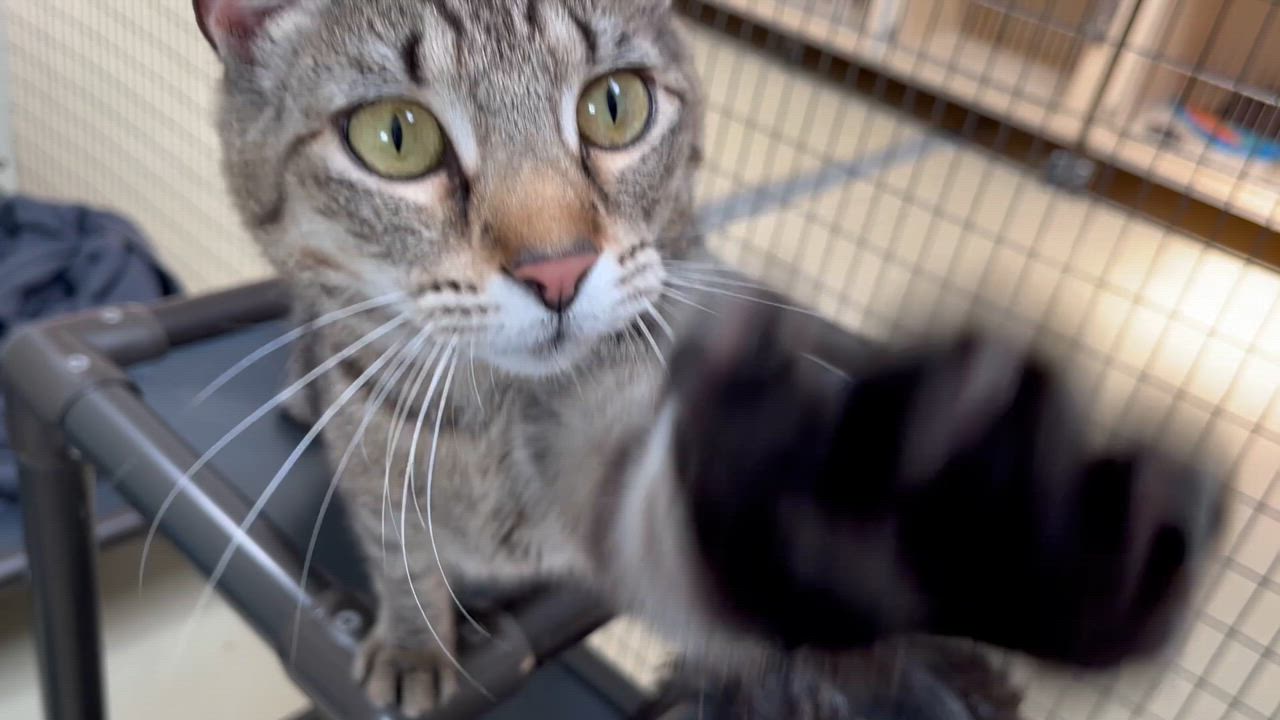 Enlarge Katniss, a Adoptable Tabby in Clarksville, VA video 6/6