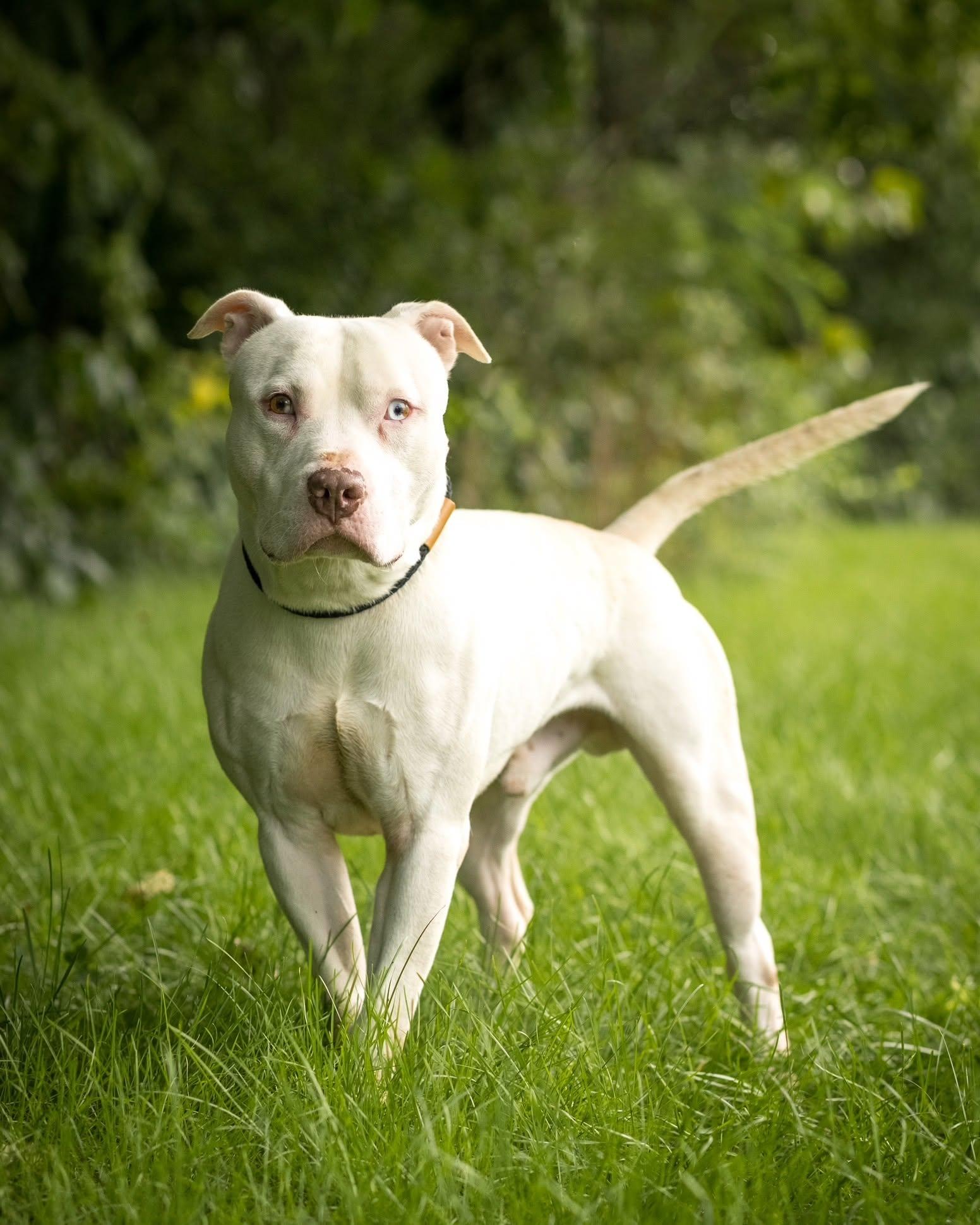 LIGHTNING MCQUEEN (0124), ADOPTABLE, Young Male American Bully.