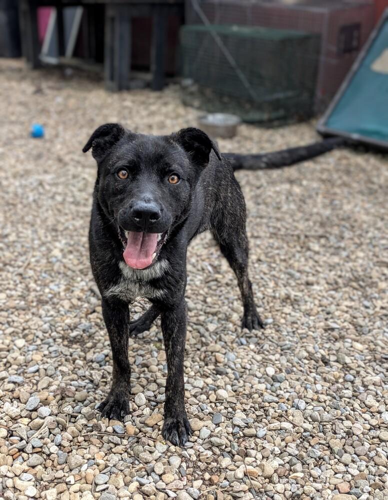 Enlarge Bowser #67, a Adoptable mixed breed in New Lexington, OH image 1/2