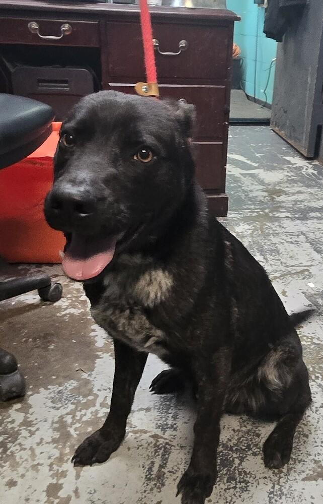 Enlarge Bowser #67, a Adoptable mixed breed in New Lexington, OH image 2/2
