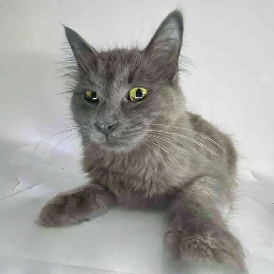 WOLFIE, a ADOPTABLE Domestic Short Hair in Tillsonburg, ON image 1/2