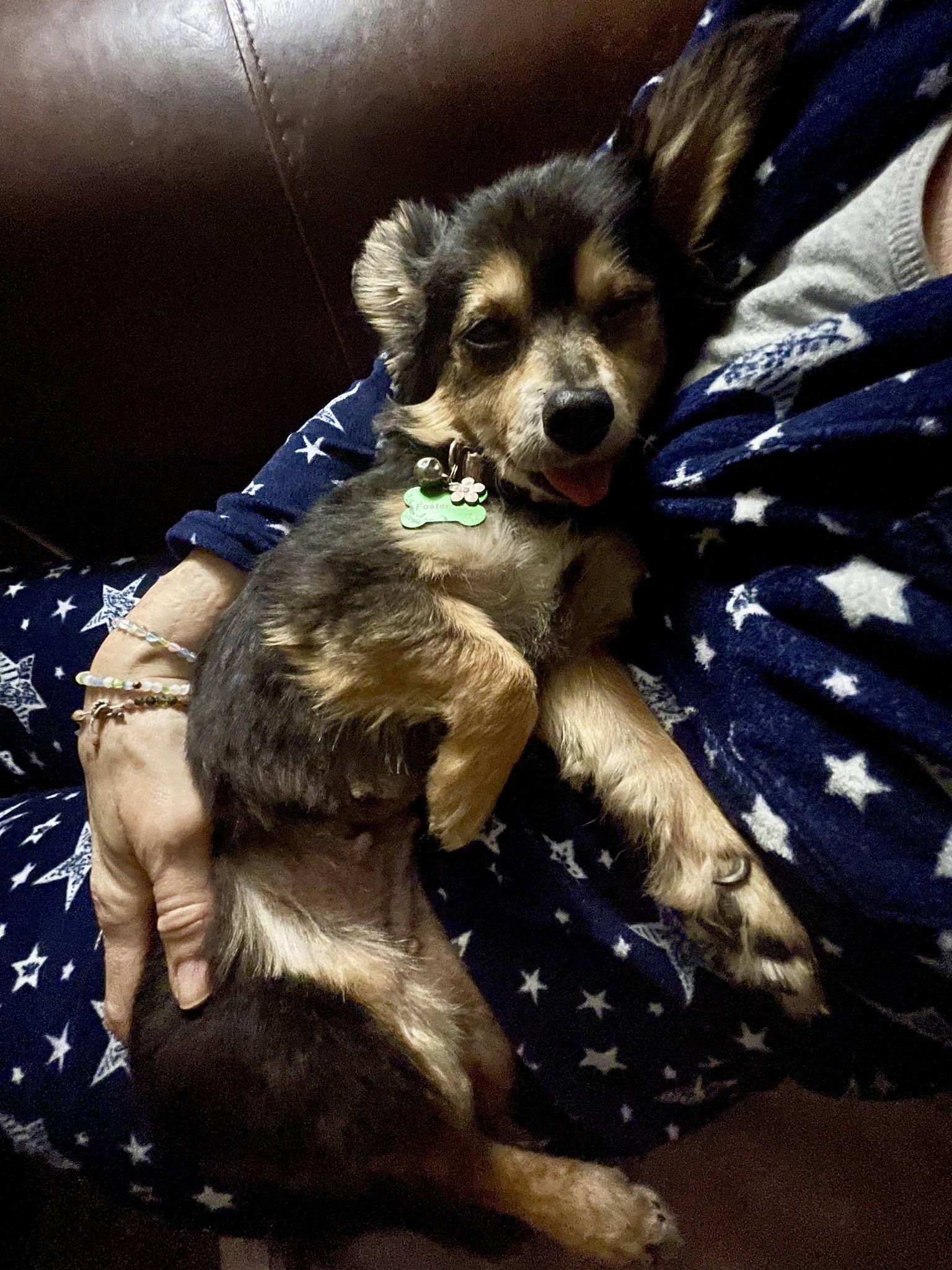 Enlarge Qya, a Adopted Chihuahua in Austin, TX image 1/6