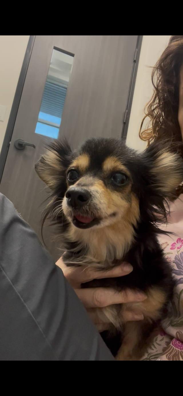 Enlarge Qya, a Adopted Chihuahua in Austin, TX image 2/6