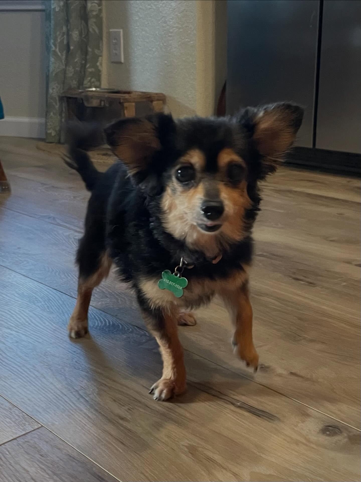 Enlarge Qya, a Adopted Chihuahua in Austin, TX image 3/6