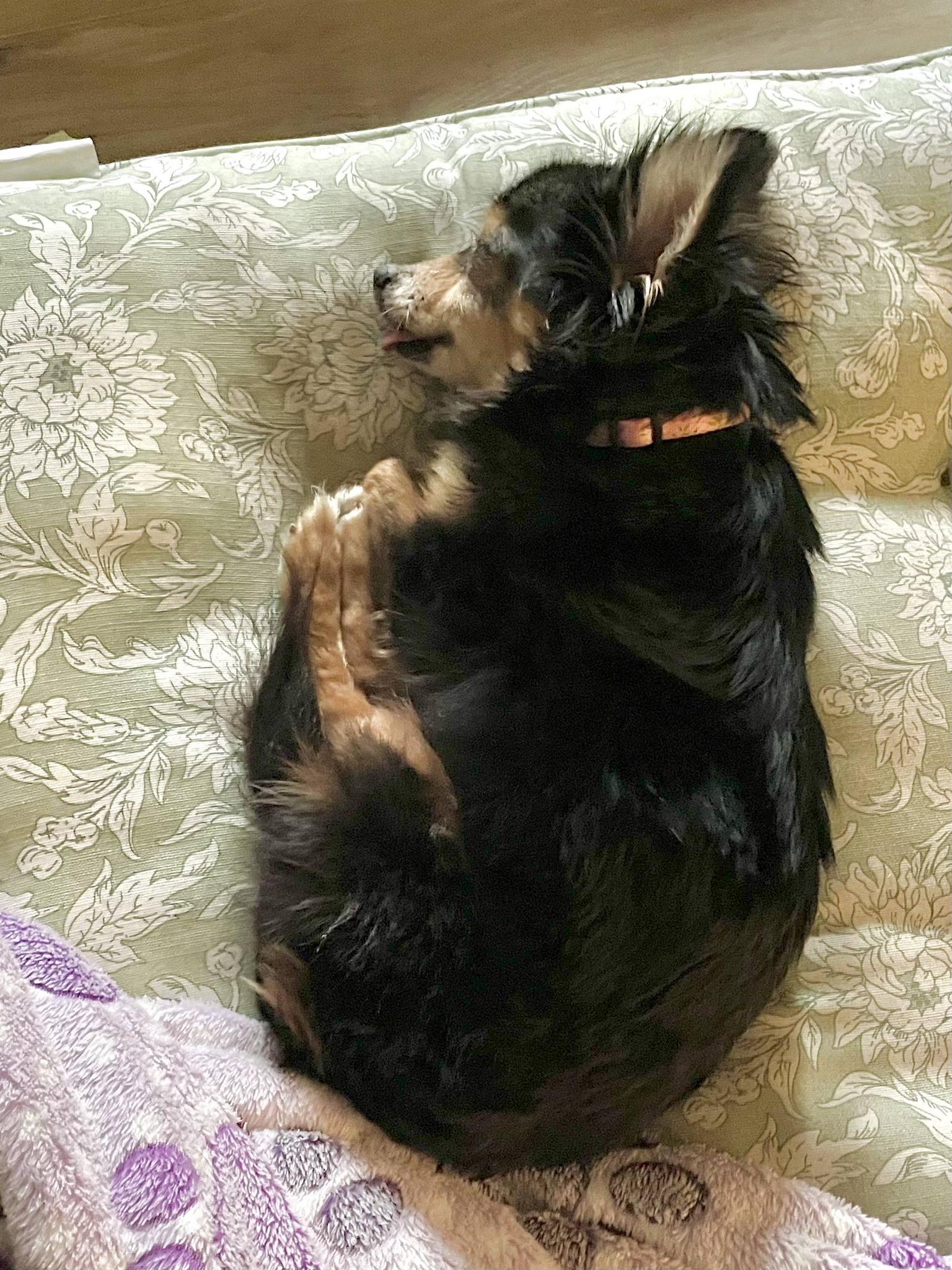 Enlarge Qya, a Adopted Chihuahua in Austin, TX image 4/6