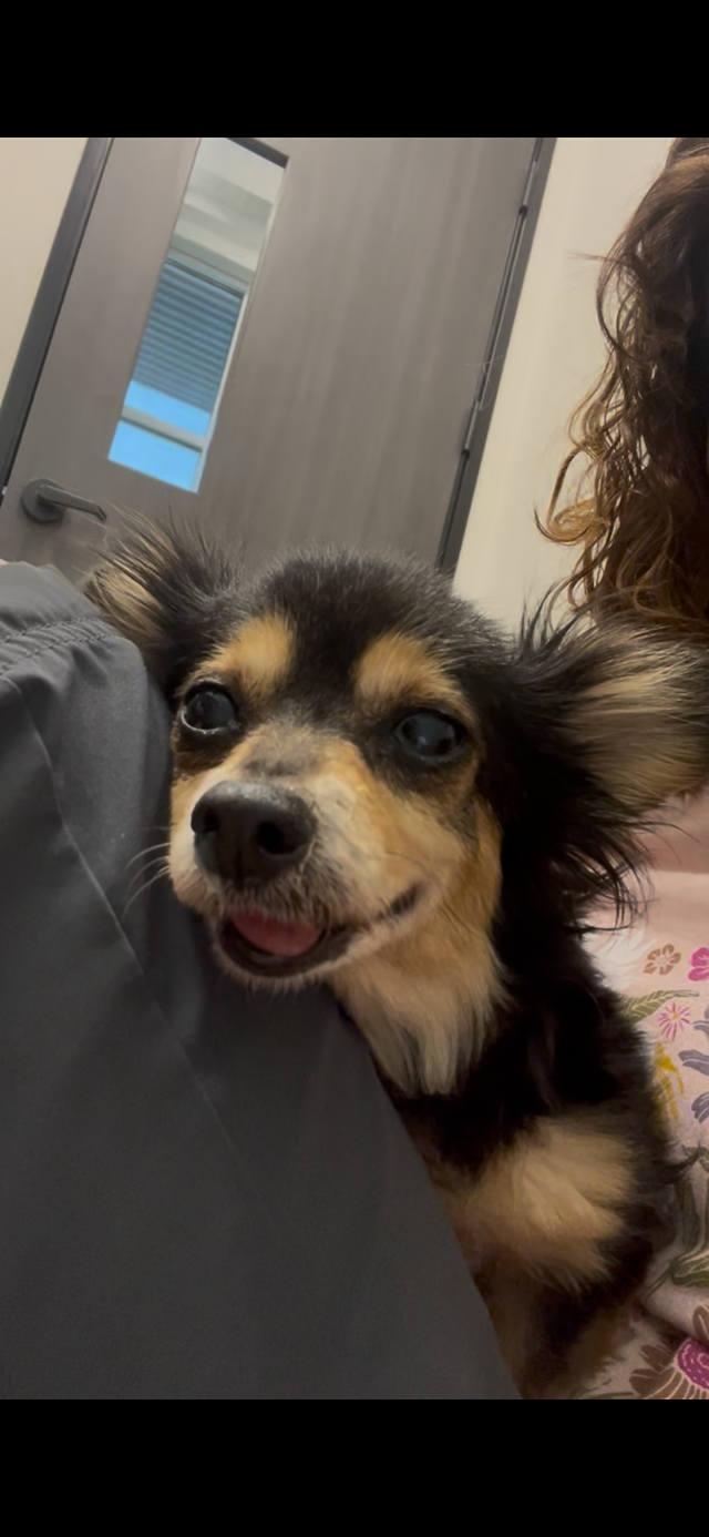 Enlarge Qya, a Adopted Chihuahua in Austin, TX image 5/6