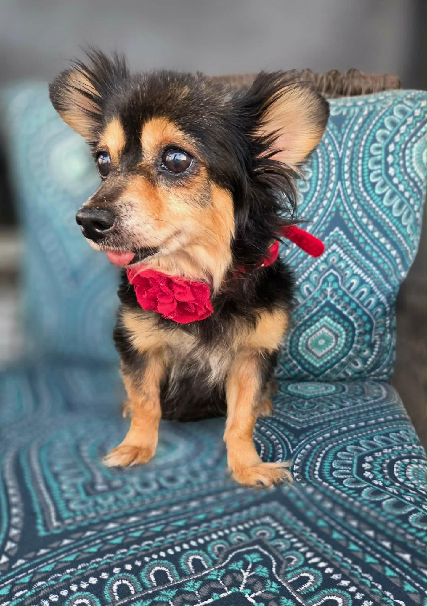 Enlarge Qya, a Adopted Chihuahua in Austin, TX image 6/6