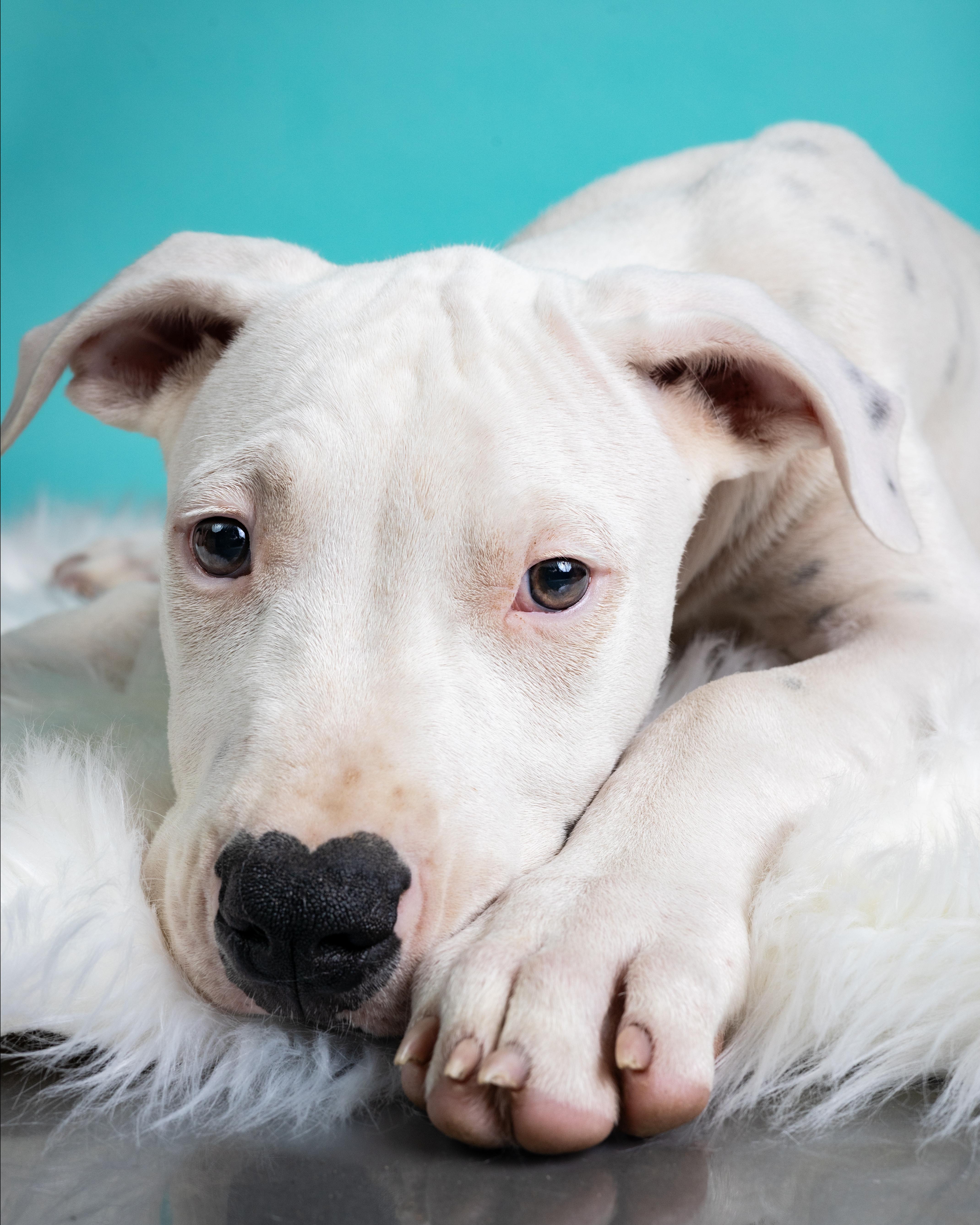 Penelope, Adoptable, Puppy Female Dogo Argentino.