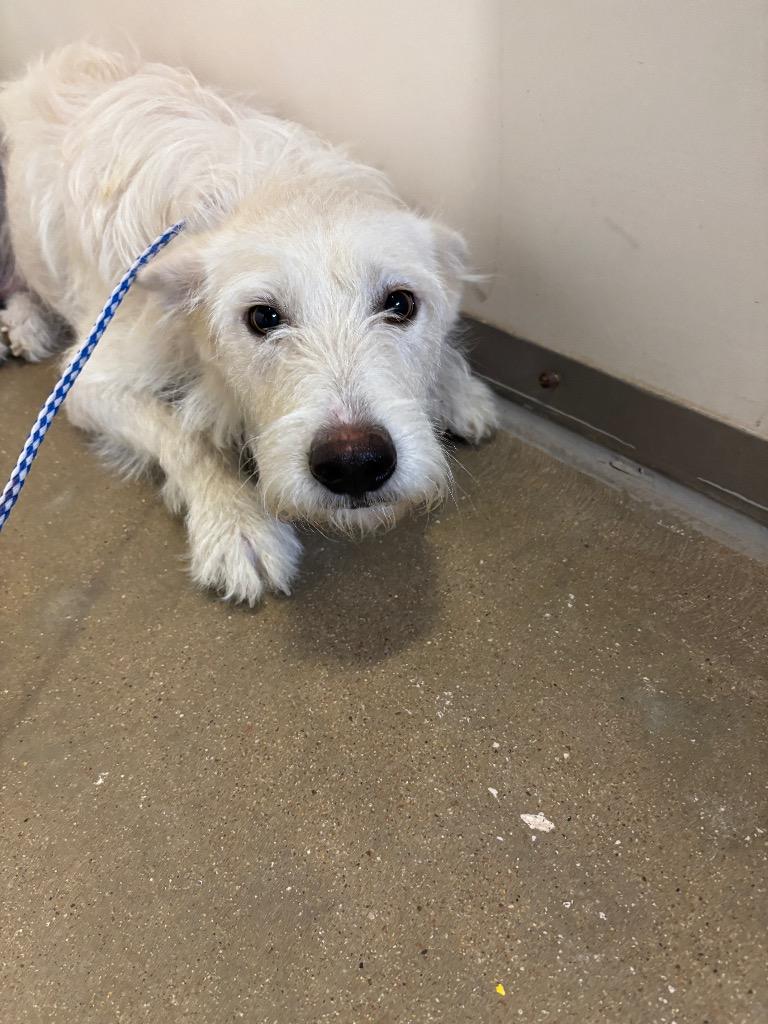 Enlarge MARGE, a Adoptable Wirehaired Terrier in Belton, TX image 1/1