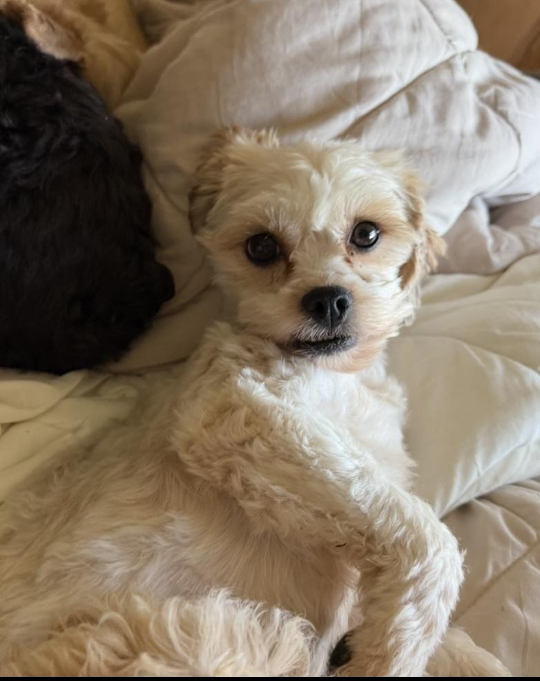 Frissette, Adoptable, Adult Female Poodle & Bichon Frise.