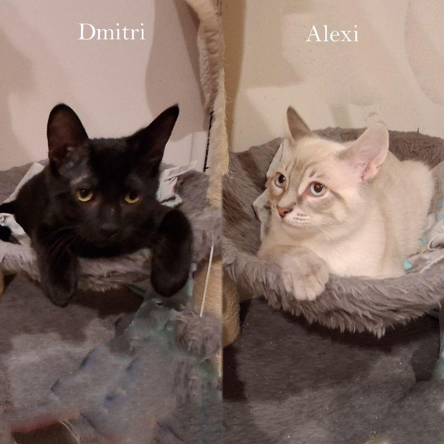 Alexi & Dmtir (Bonded Pair, an adopted mixed breed in Lake Orion, MI image 1/6