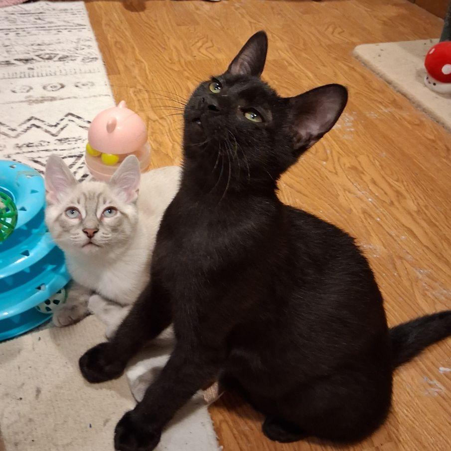 Alexi & Dmtir (Bonded Pair, an adopted mixed breed in Lake Orion, MI image 2/6