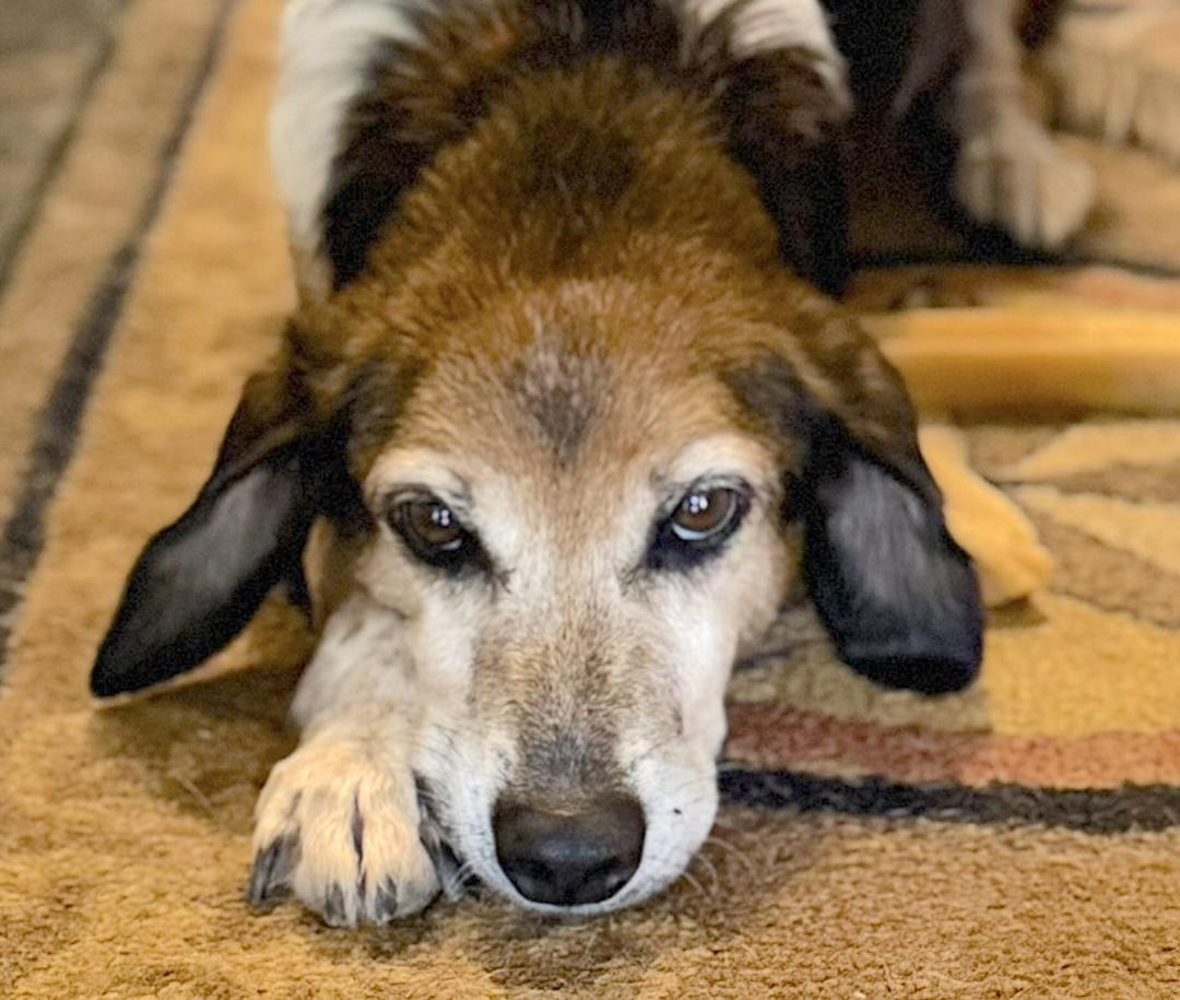 Spin, ADOPTABLE, Senior Male Beagle.