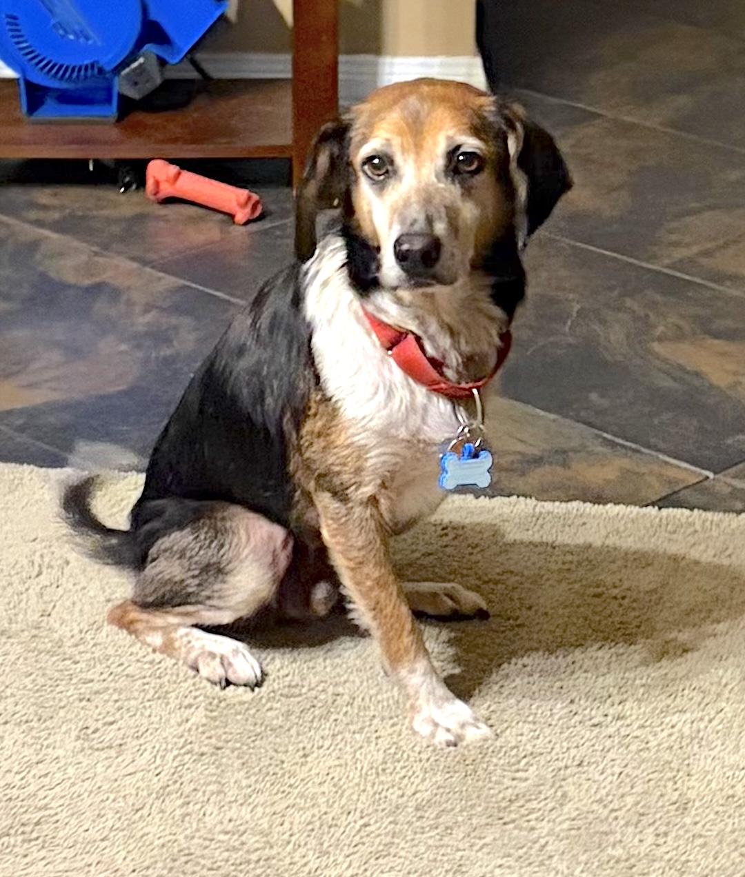 Enlarge Spin, a ADOPTABLE mixed breed in Tomball, TX image 2/6