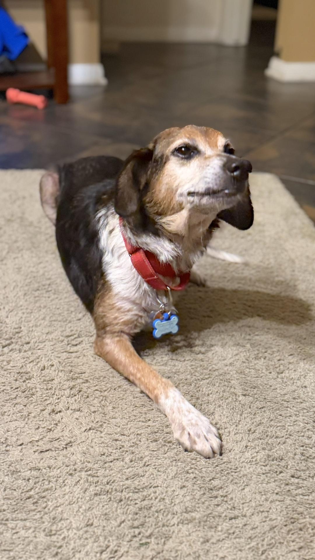 Enlarge Spin, a ADOPTABLE mixed breed in Tomball, TX image 5/6