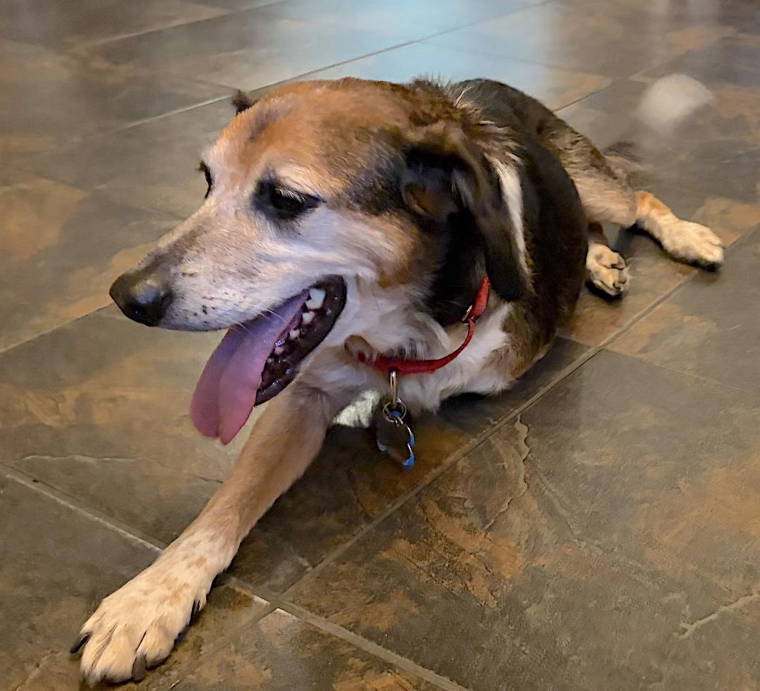 Enlarge Spin, a ADOPTABLE mixed breed in Tomball, TX image 6/6