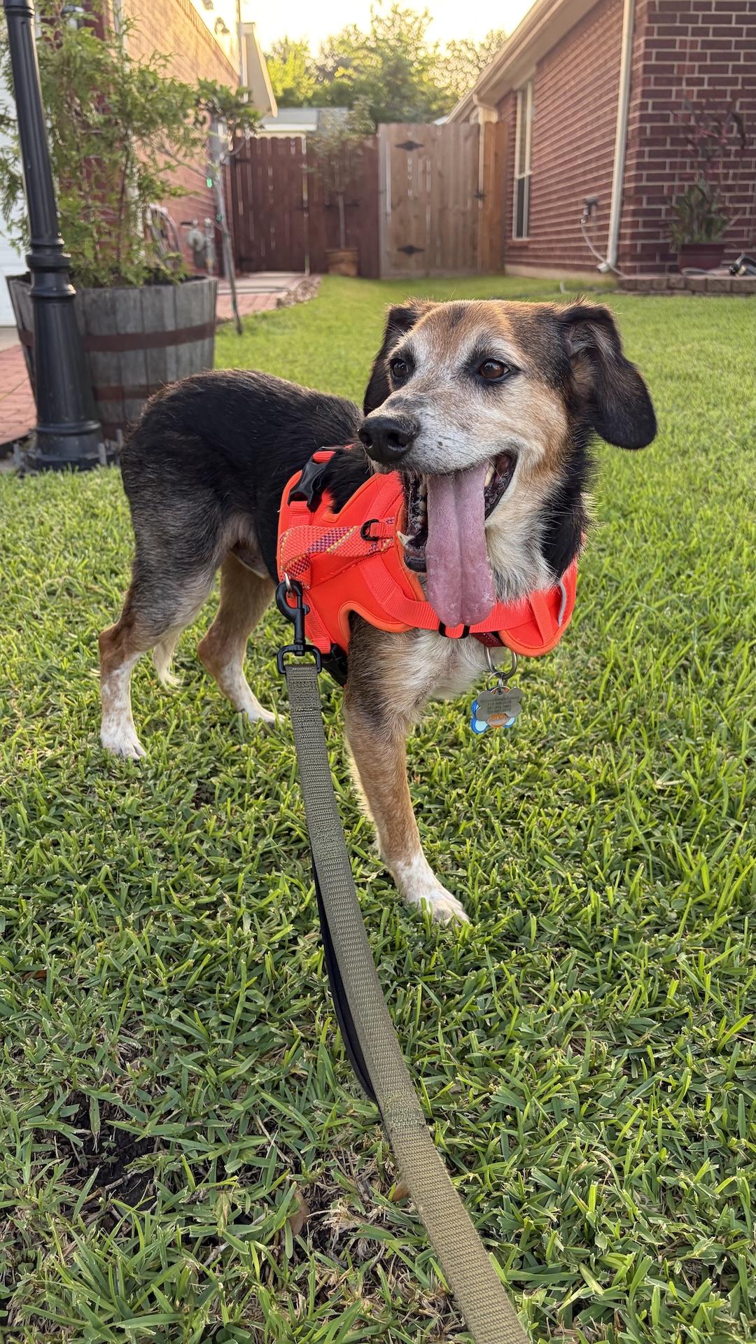Enlarge Spin, a ADOPTABLE mixed breed in Tomball, TX image 3/6