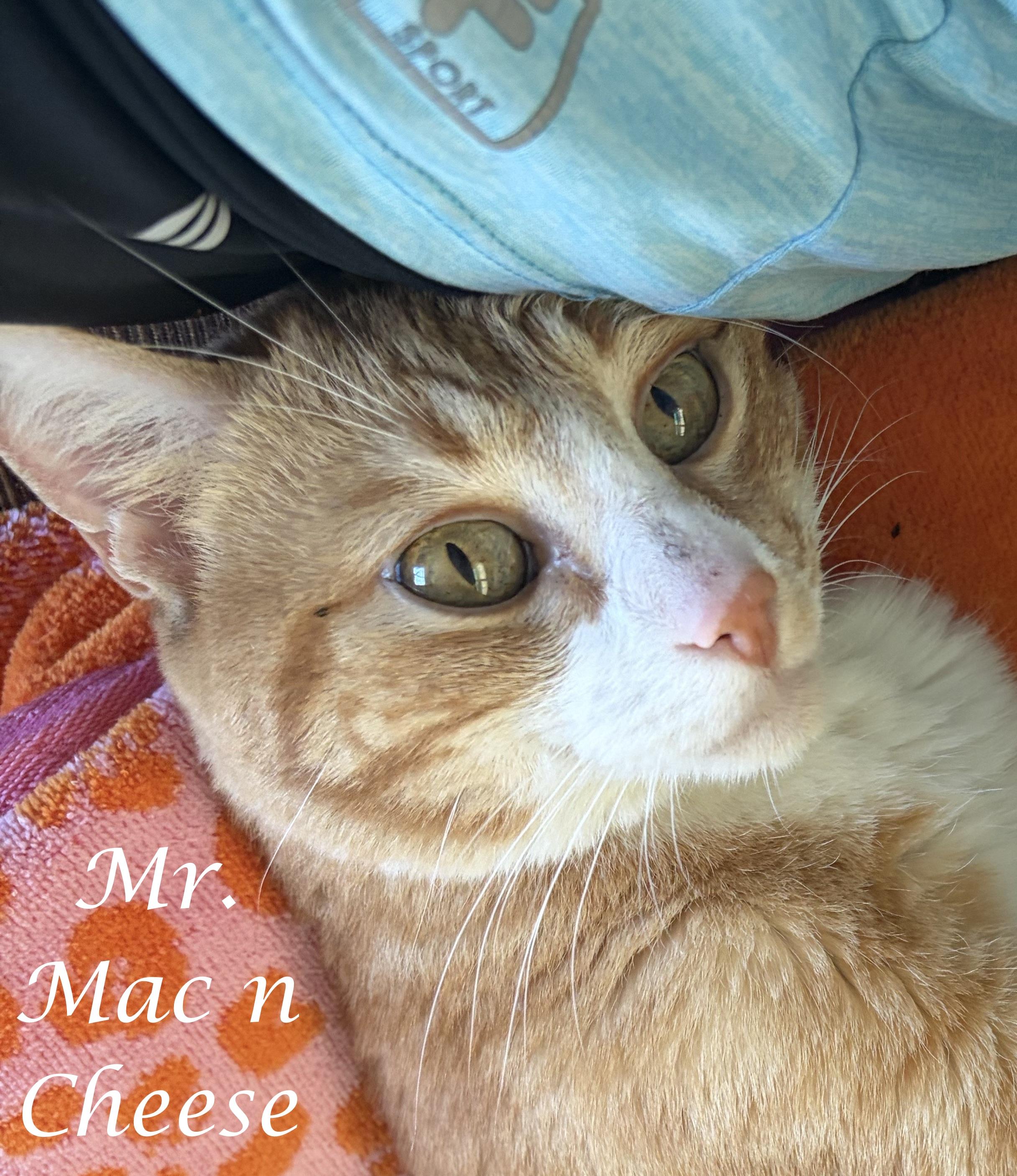 MR. MAC 'N CHEESE, ADOPTABLE, Young Male Domestic Short Hair.