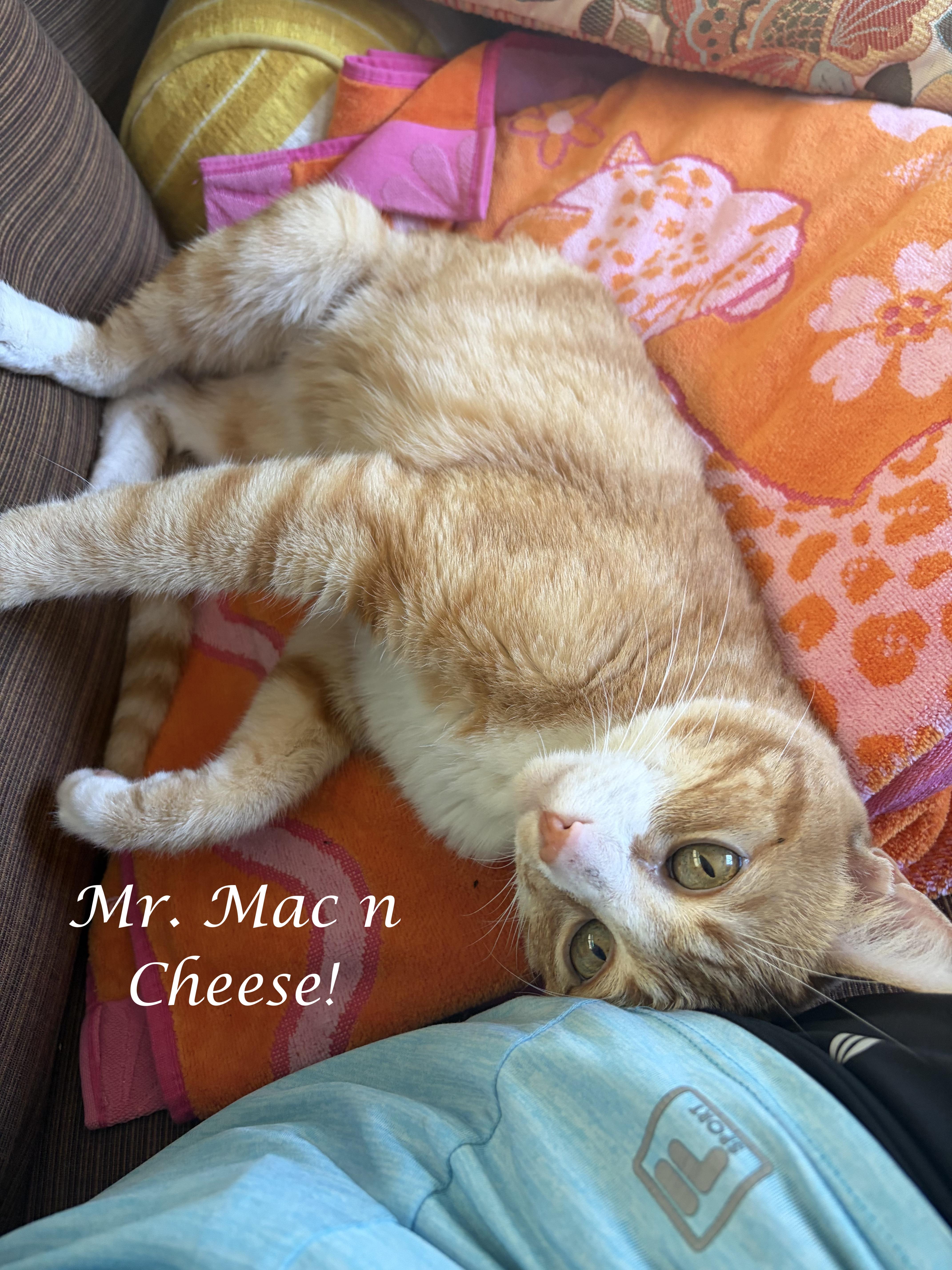 MR. MAC 'N CHEESE, a ADOPTABLE Domestic Short Hair in Monrovia, CA image 2/2