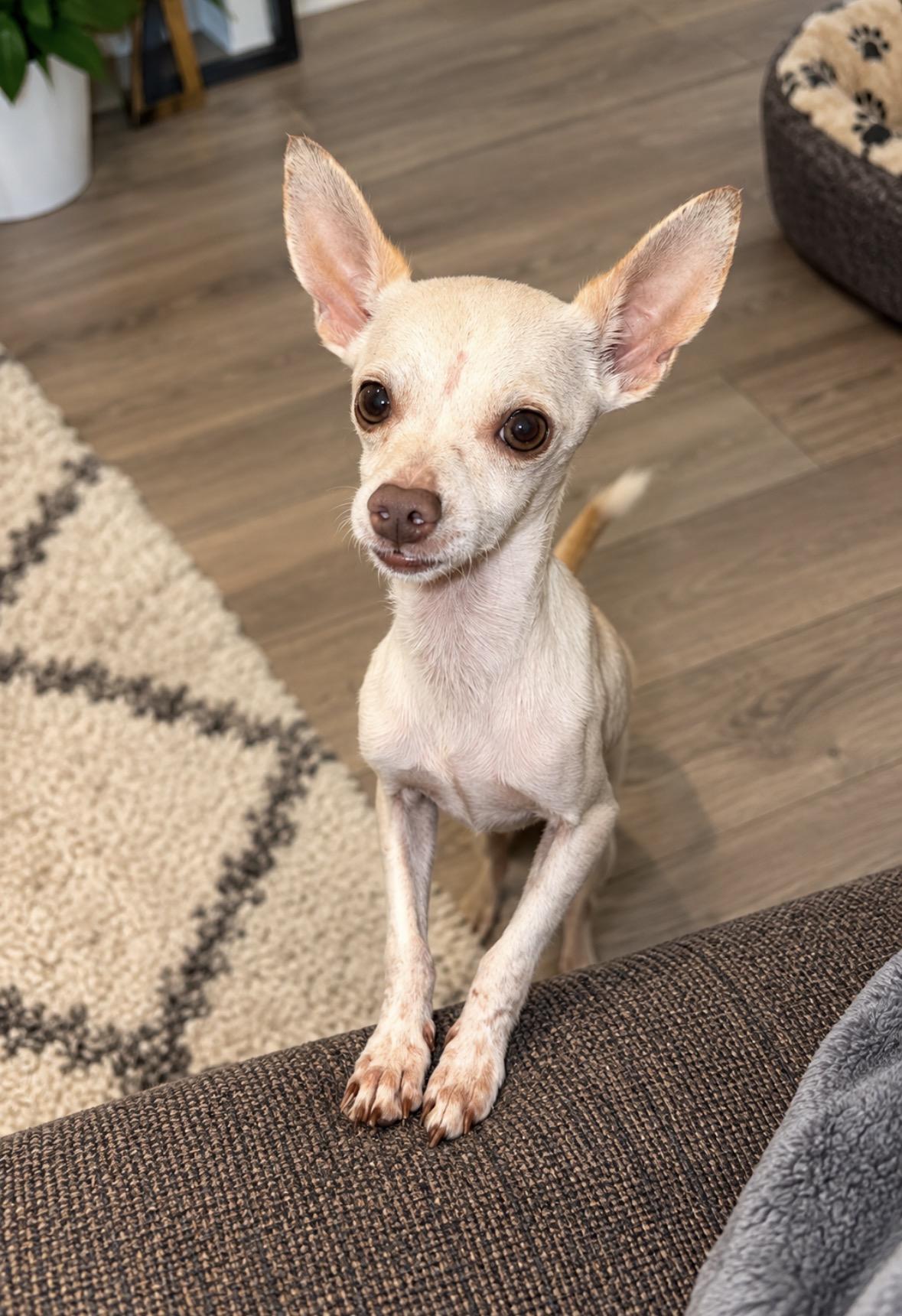 Enlarge Chico, a Adoptable Chihuahua in Harrisburg, PA image 1/4