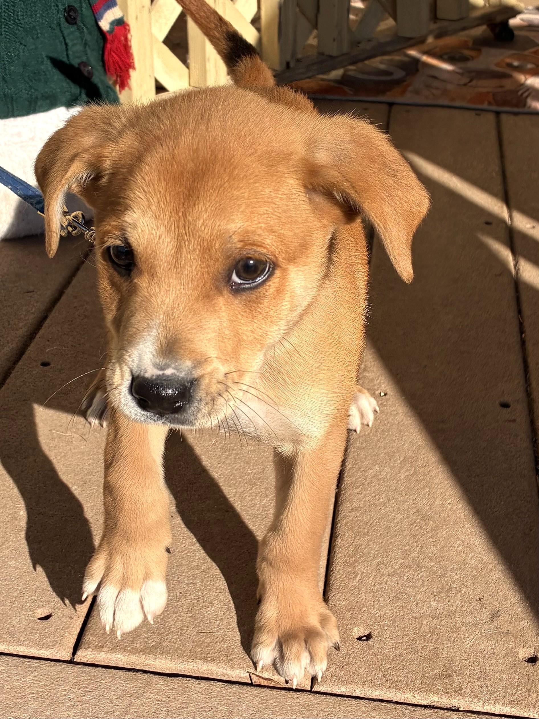 Enlarge Bellward, a Adoptable mixed breed in West Chicago, IL image 2/3