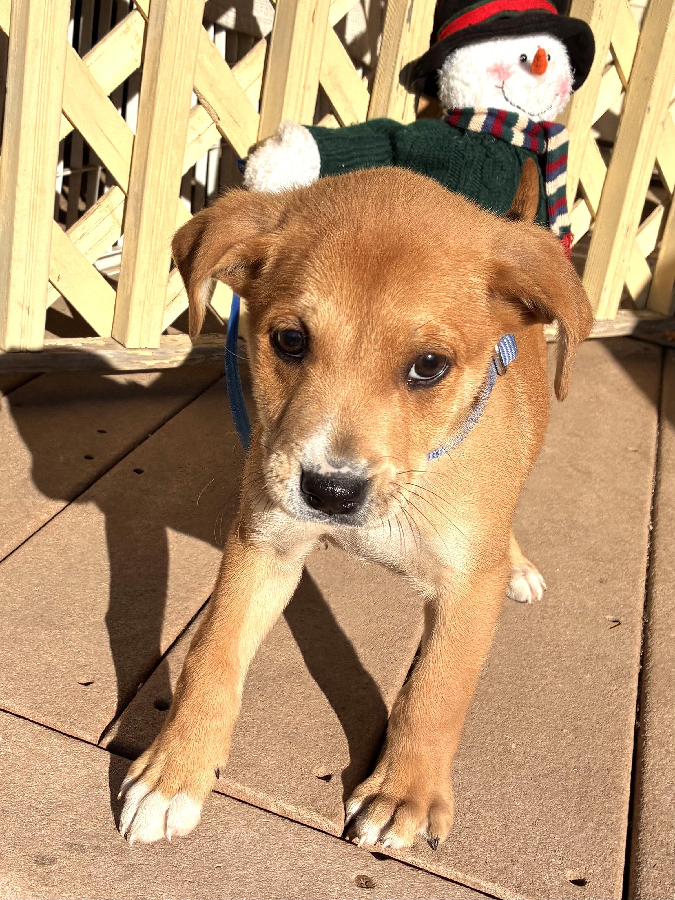 Enlarge Bellward, a Adoptable mixed breed in West Chicago, IL image 3/3