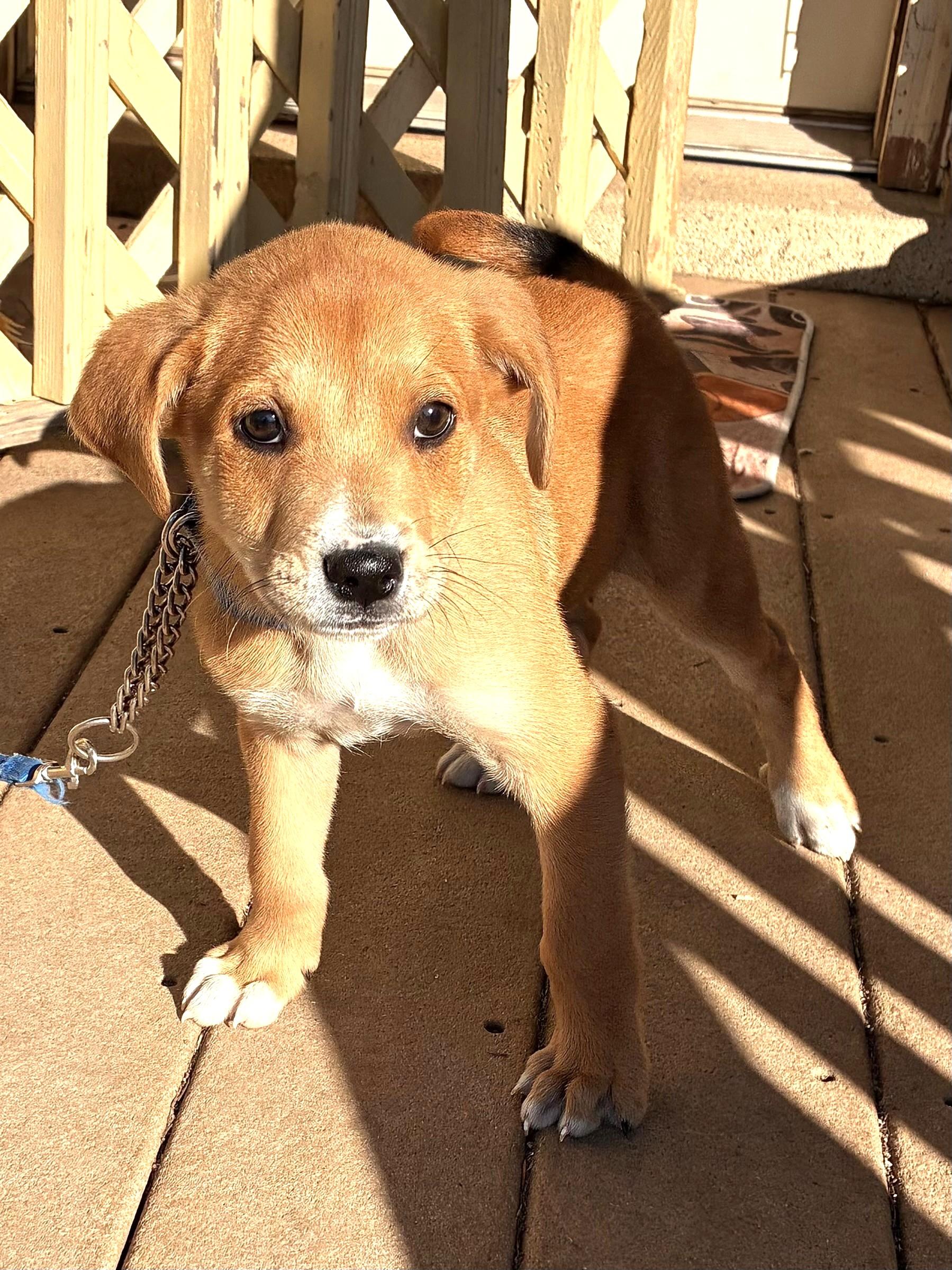 Enlarge Bellward, a Adoptable mixed breed in West Chicago, IL image 1/3