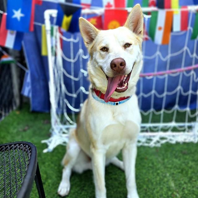 HAZE, Adoptable, Young Male Siberian Husky & Mixed Breed.