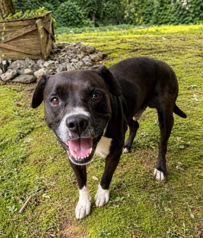 Enlarge Boots, a ADOPTABLE mixed breed in Dahlonega, GA image 1/1